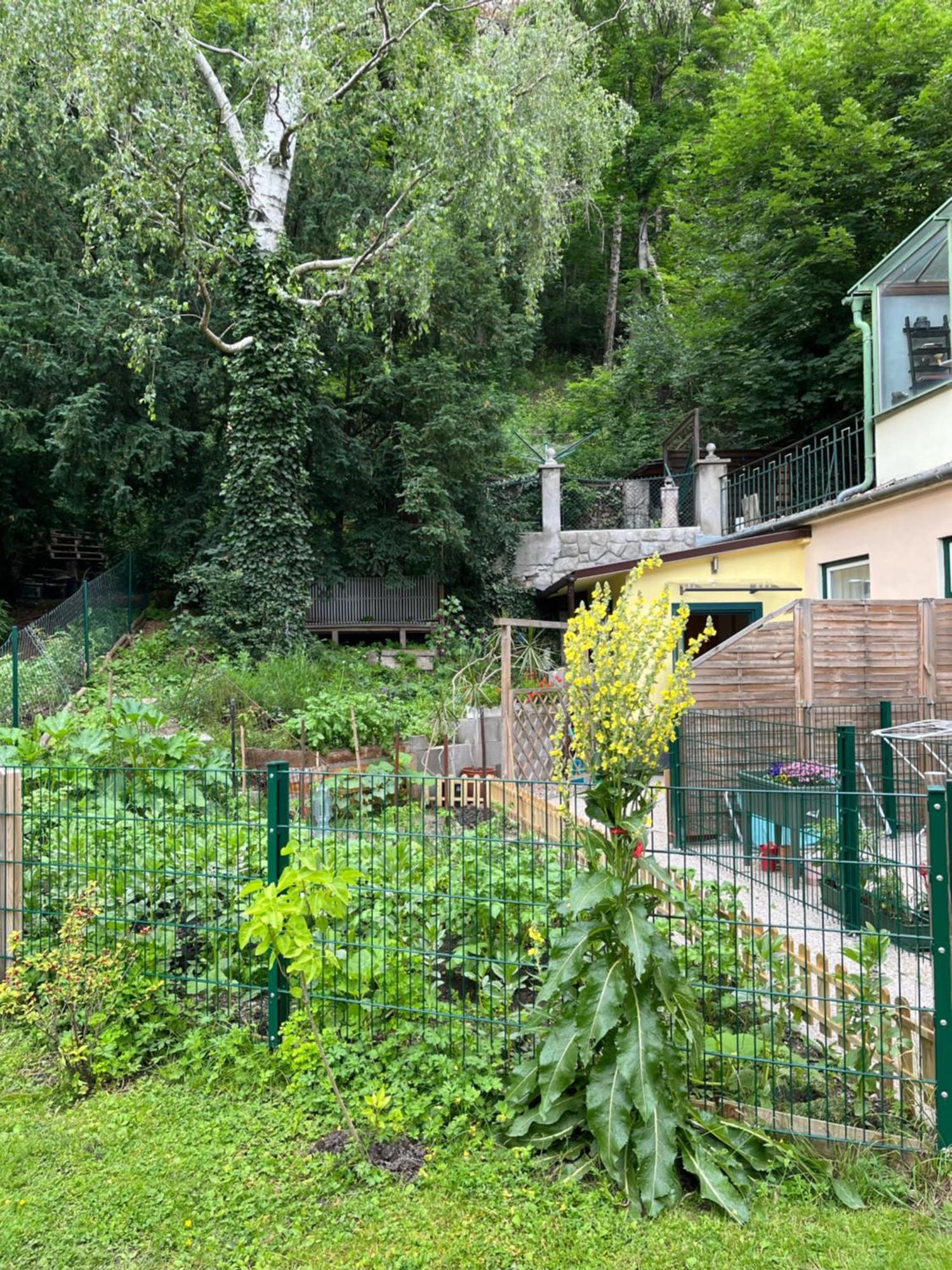 באדן Schoene Wohnung Im Helenental מראה חיצוני תמונה